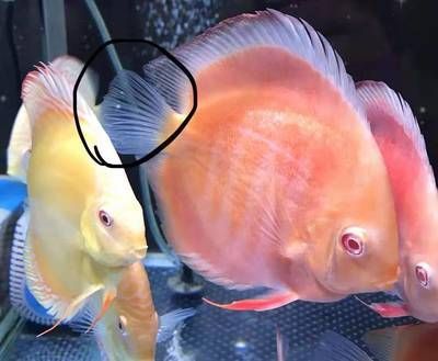 龍魚頭頂有白點(diǎn)怎么治療好：龍魚頭頂有白點(diǎn)怎么治療