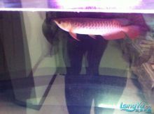 龍魚之巔二手交易（龍魚之巔二手交易，）