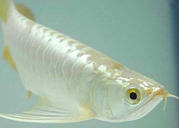 白金龍魚難養嗎：白金龍魚的飼養難度相對較高,