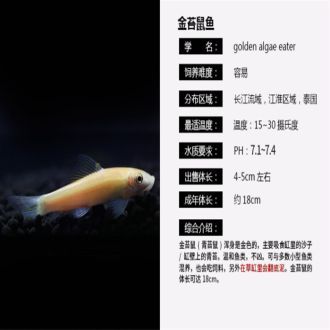 龍魚配魟魚：龍魚與魟魚混養的可行性及其對環境的影響