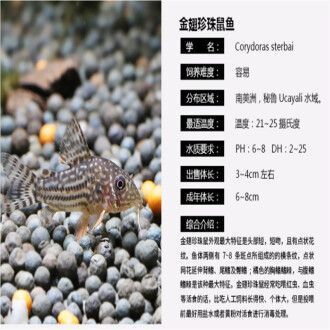 龍魚配魟魚：龍魚與魟魚混養的可行性及其對環境的影響