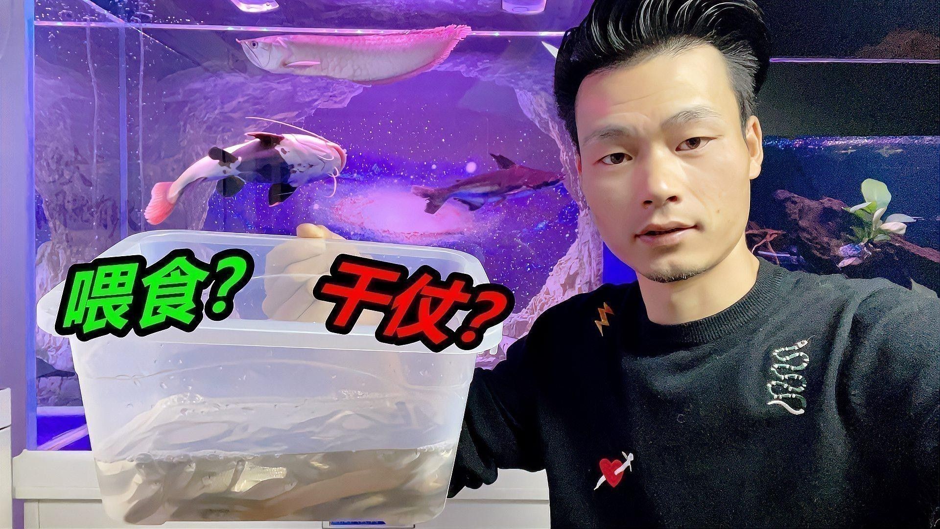 龍魚養護注意事項及禁忌有哪些：養龍魚的注意事項