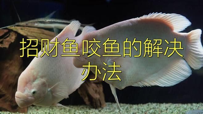 龍魚養護注意事項及禁忌有哪些：養龍魚的注意事項