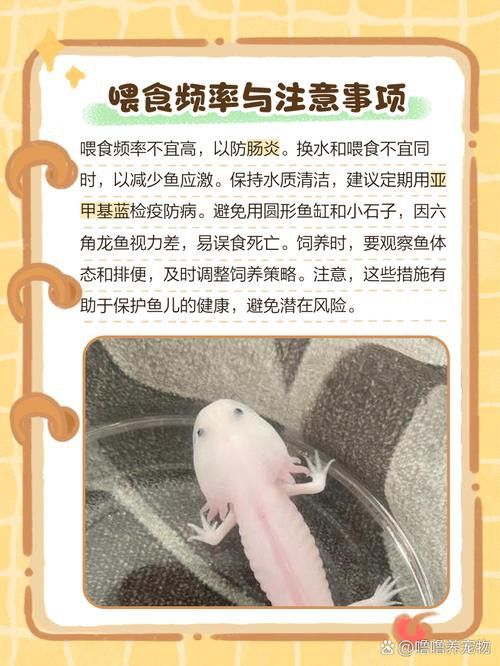 新手養六角龍魚要注意什么問題