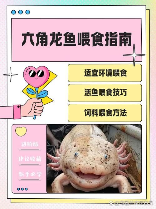 新手養六角龍魚要注意什么問題