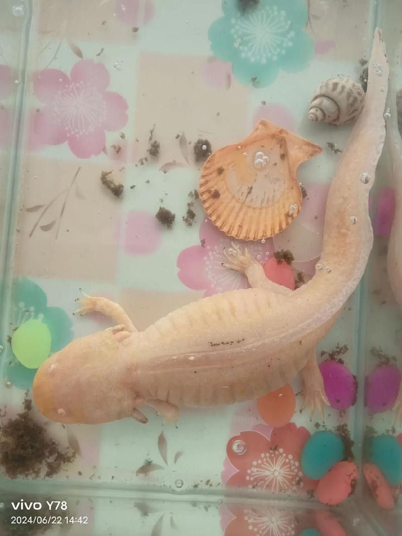 新手養六角龍魚要注意什么問題
