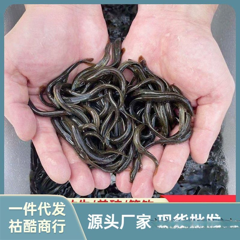 賣龍魚的網站推薦一下（賣龍魚的網站有哪些推薦）