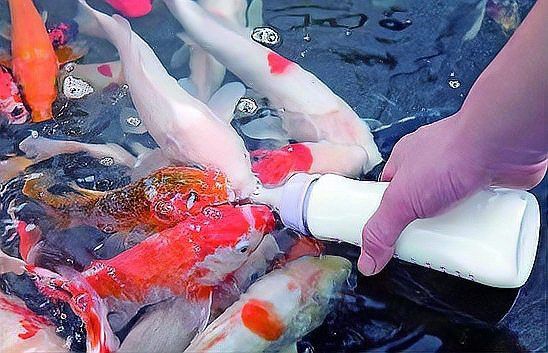 銀龍魚能認出主人的聲音嗎？