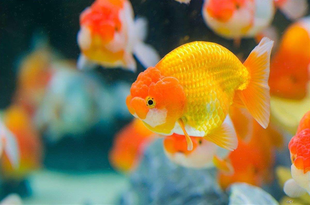 銀龍魚能認出主人的聲音嗎？