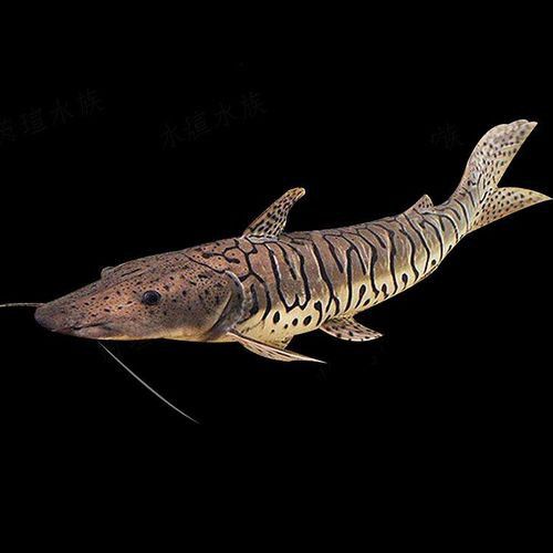 斑馬鴨嘴魚和龍魚混養(yǎng)好嗎圖片大全視頻