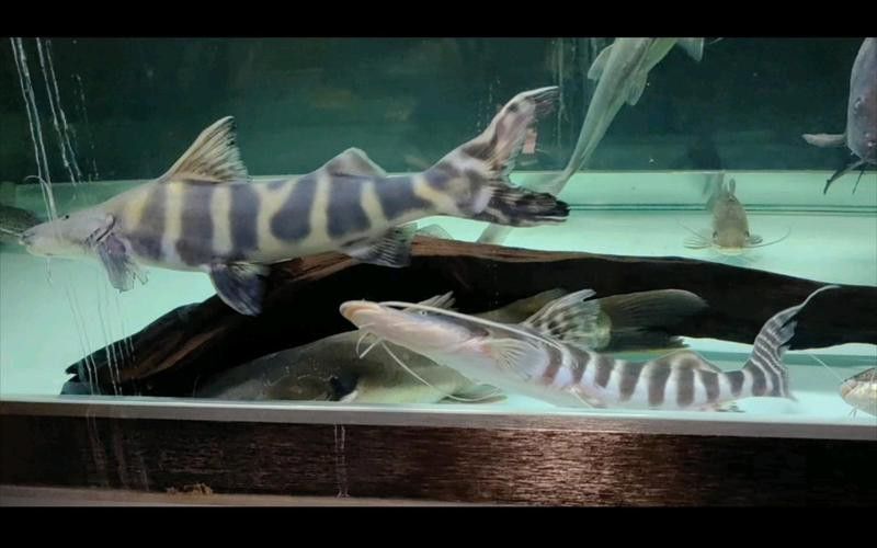 斑馬鴨嘴魚和龍魚混養(yǎng)好嗎圖片大全視頻