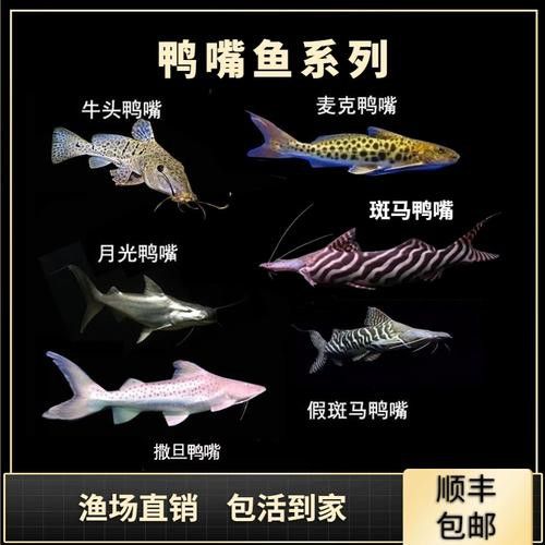 斑馬鴨嘴魚和龍魚混養(yǎng)好嗎圖片大全視頻