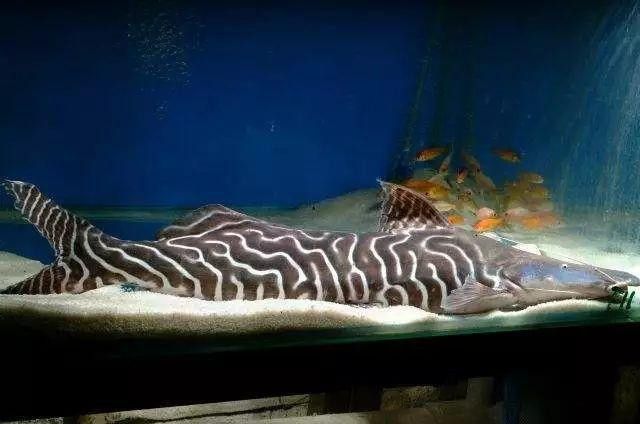 斑馬鴨嘴魚和龍魚混養(yǎng)好嗎圖片大全視頻