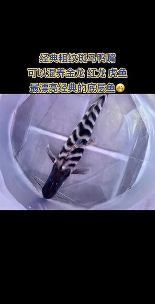 斑馬鴨嘴魚和龍魚混養(yǎng)好嗎圖片大全視頻