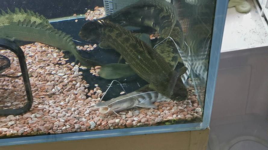 斑馬鴨嘴魚和龍魚混養(yǎng)好嗎圖片大全視頻