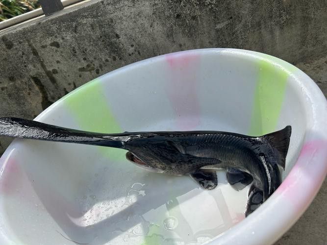 斑馬鴨嘴魚和龍魚混養(yǎng)好嗎圖片大全視頻