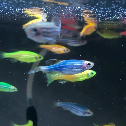 斑馬鴨嘴魚和龍魚混養(yǎng)好嗎圖片大全視頻