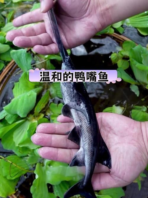 斑馬鴨嘴魚和龍魚混養(yǎng)好嗎圖片大全視頻