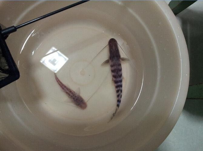 斑馬鴨嘴魚和龍魚混養(yǎng)好嗎圖片大全視頻