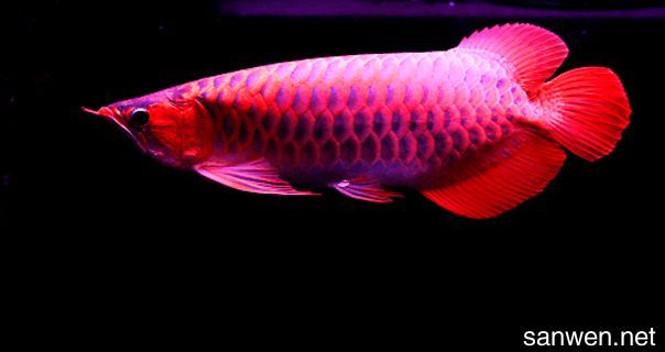 龍魚養(yǎng)大了賣誰：養(yǎng)大的龍魚可以通過合法銷售渠道進(jìn)行銷售渠道進(jìn)行銷售