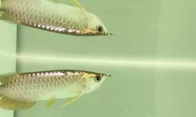 龍魚寄養要多少錢一只：無錫龍魚寄養服務對比路哥龍魚寄養服務口碑對比 龍魚寄養要多少錢一只：無錫龍魚寄養服務對比路哥龍魚寄養服務口碑對比 龍魚百科 第4張