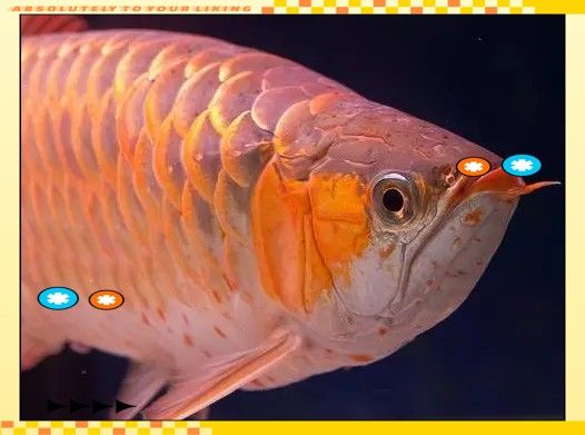 銀龍魚混養圖片大全