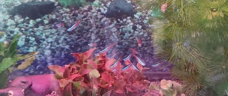高質量魚飼料選擇指南：高質量的魚飼料選擇指南