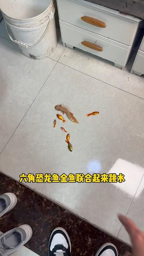 恐龍魚跳缸原因分析圖片 龍魚百科 第11張 恐龍魚跳缸原因分析圖片 恐龍魚跳缸原因分析圖片 龍魚百科 第11張
