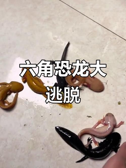 恐龍魚跳缸原因分析圖片 龍魚百科 第15張 恐龍魚跳缸原因分析圖片 恐龍魚跳缸原因分析圖片 龍魚百科 第15張
