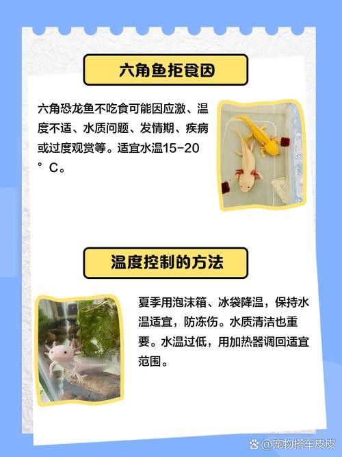 恐龍魚跳缸原因分析圖片 恐龍魚跳缸原因分析圖片 龍魚百科 第24張