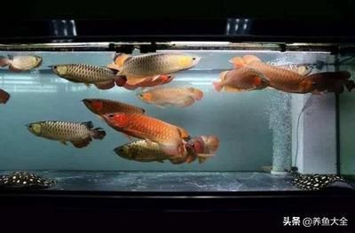 龍魚直接黑缸 龍魚直接黑缸 龍魚百科 第4張