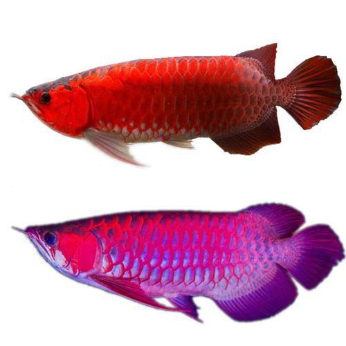 什么叫過背金龍魚圖片大全視頻