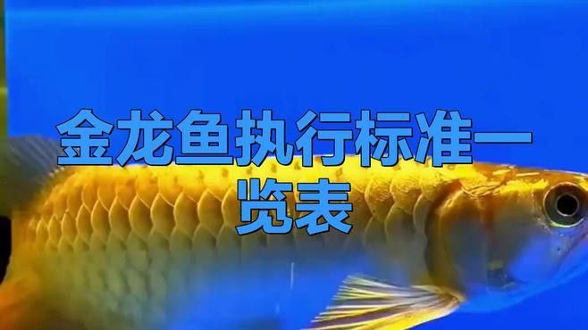 哪里可以購買到健康的50公分過背金龍魚？ 哪里可以購買到健康的50公分過背金龍魚？ 龍魚百科 第1張