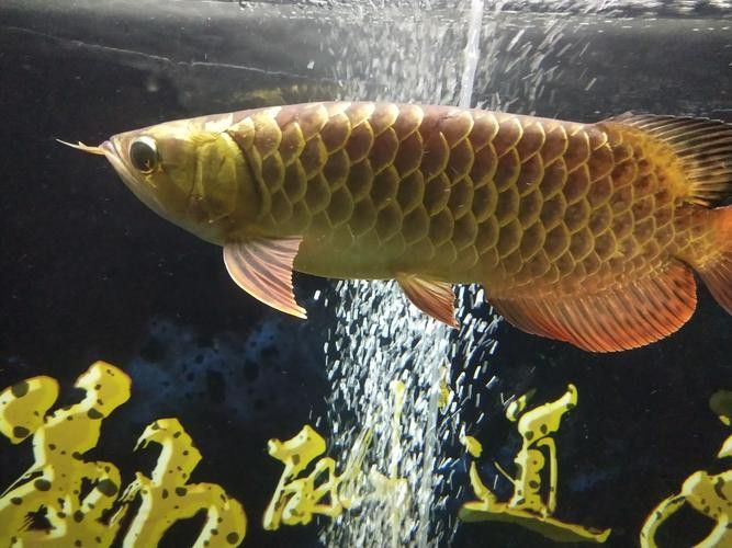 哪里可以購買到健康的50公分過背金龍魚? 龍魚百科 第11張 哪里可以購買到健康的50公分過背金龍魚? 哪里可以購買到健康的50公分過背金龍魚? 龍魚百科 第11張