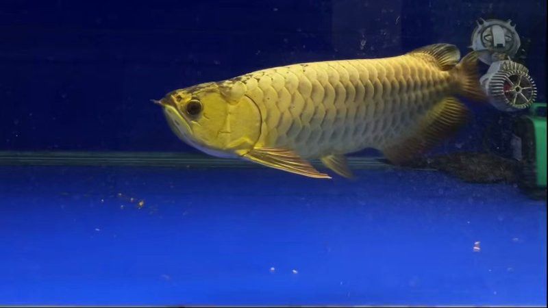 哪里可以購買到健康的50公分過背金龍魚？ 哪里可以購買到健康的50公分過背金龍魚？ 龍魚百科 第13張
