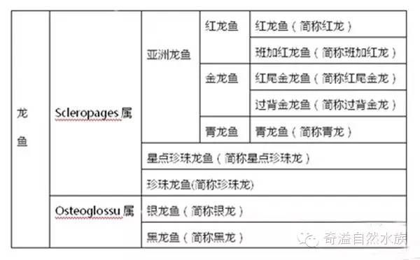 龍魚是哪里的魚種?。堲~是一種廣受歡迎的觀賞魚其原產地主要分布在亞洲等地）