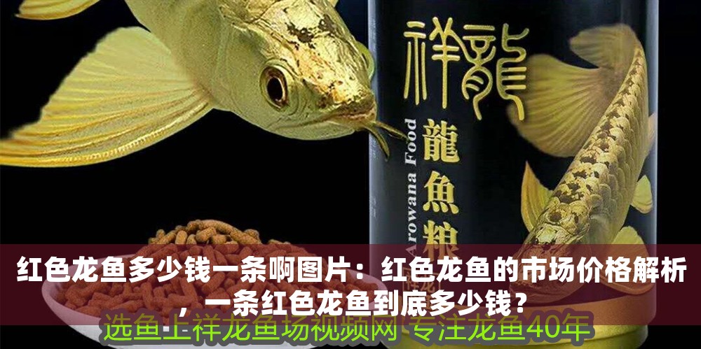 紅色龍魚多少錢一條啊圖片：紅色龍魚的市場(chǎng)價(jià)格解析，一條紅色龍魚到底多少錢？