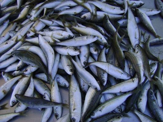 龍魚能和招財魚混養嗎？：龍魚和招財魚可以混養但要注意水質、食物以及日常管理
