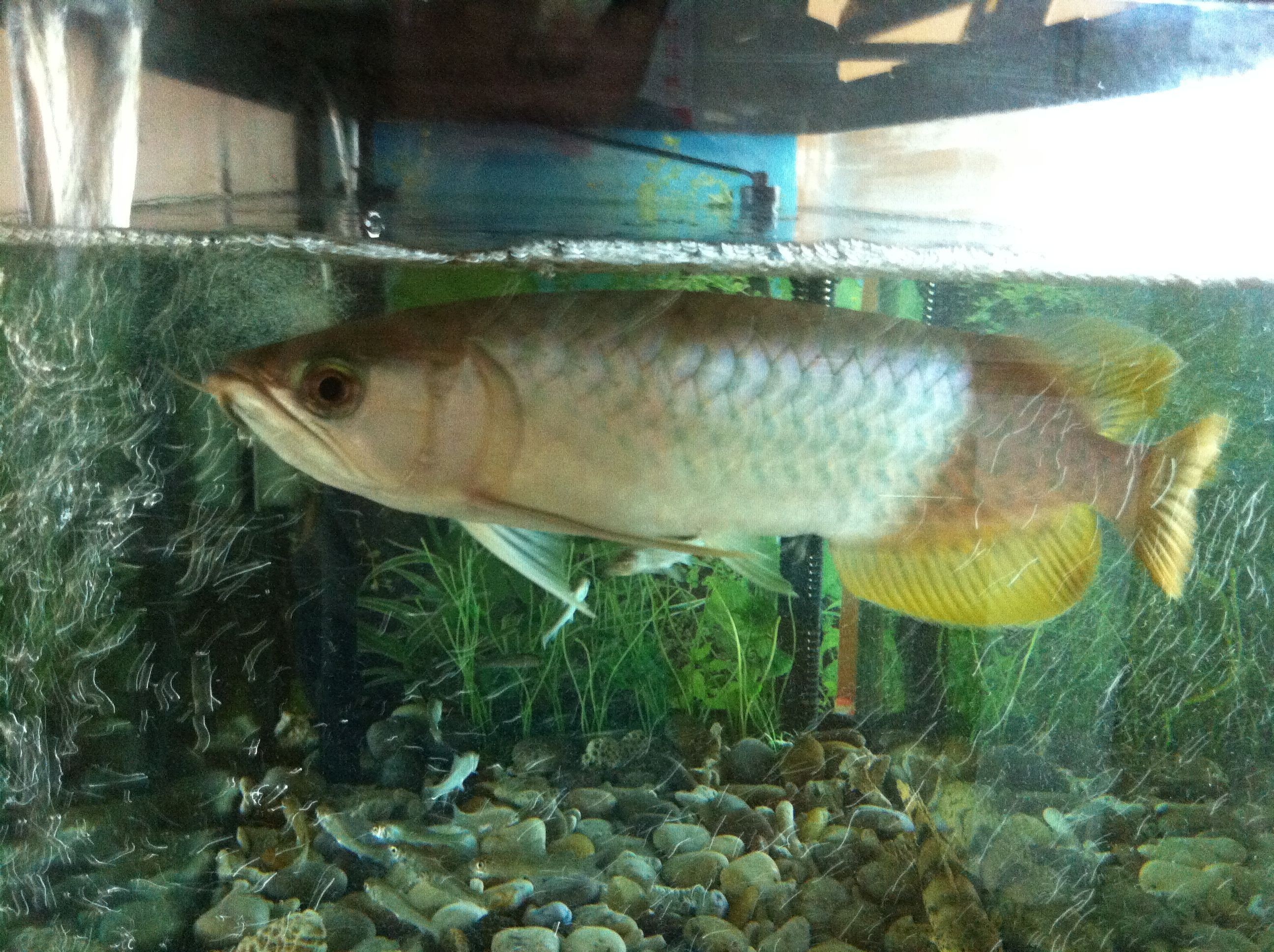 龍魚(yú)家里能養(yǎng)嗎：家養(yǎng)龍魚(yú)需要滿足以下幾個(gè)條件，龍魚(yú)風(fēng)水作用解析 龍魚(yú)家里能養(yǎng)嗎：家養(yǎng)龍魚(yú)需要滿足以下幾個(gè)條件，龍魚(yú)風(fēng)水作用解析 龍魚(yú)百科 第3張