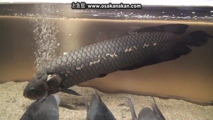 龍魚變黑色是什么原因：龍魚變黑色怎么辦
