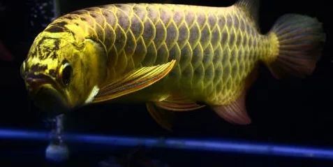 龍魚等級區別：龍魚的等級和品種區別