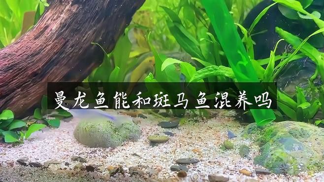 斑馬魚和曼龍魚混養 斑馬魚和曼龍魚混養 龍魚百科 第7張
