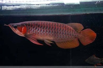 龍魚身型怎么培養(yǎng)出來：養(yǎng)龍魚的注意事項(xiàng) 龍魚身型怎么培養(yǎng)出來：養(yǎng)龍魚的注意事項(xiàng) 龍魚百科 第3張