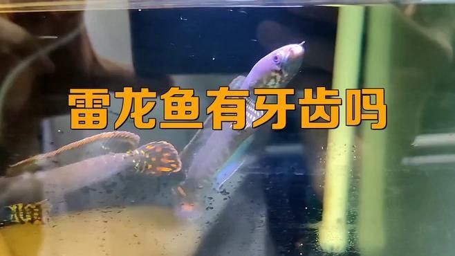雷龍魚的牙齒是什么樣子