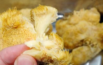 為什么紅龍魚那么貴：飛龍魚翅猴頭菇是中國傳統美食中的一道豪華菜品，融合多種珍貴食材