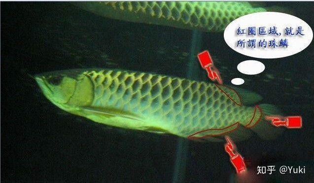 如何區分A過和B過金龍？ 如何區分A過和B過金龍？ 龍魚百科 第2張