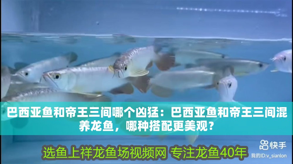 巴西亞魚(yú)和帝王三間哪個(gè)兇猛：巴西亞魚(yú)和帝王三間混養(yǎng)龍魚(yú)，哪種搭配更美觀？