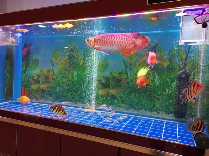 有沒有更多龍魚擺放的吉位圖片示例？