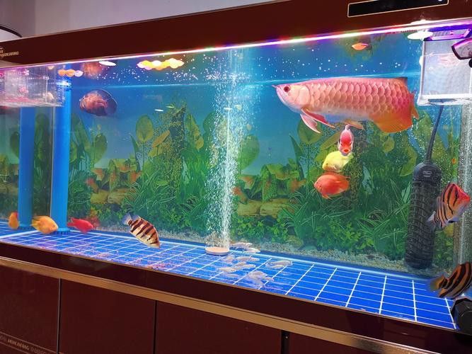 有沒有更多龍魚擺放的吉位圖片示例？