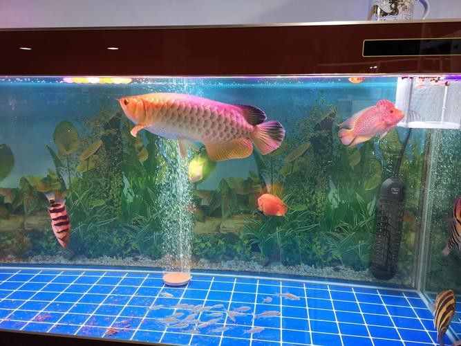 有沒有更多龍魚擺放的吉位圖片示例？